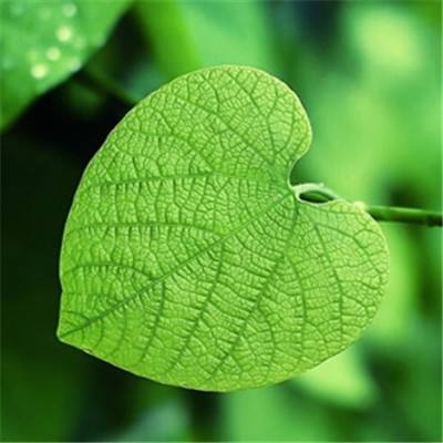 星空app官方下载最新版本